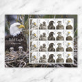 USPS Bald Eagle: Hatchling to Adult Forever Stamps Sheet of 20